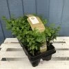 Buxus Six Pack Box Plants (NL) 1 Buxus Six Pack Box Plants (NL) -Garden Care Sale 8718985043241 bae4fb67 9fd0 49de a2dc 544820f6468b