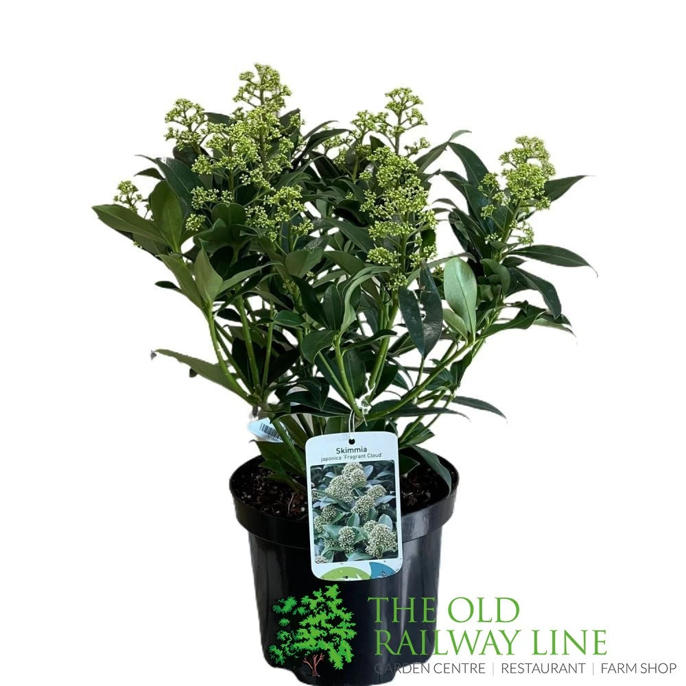 Skimmia Japonica 'Fragrant Cloud' 2Ltr Pot (NL) 3 Skimmia Japonica 'Fragrant Cloud' 2Ltr Pot (NL)