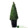 Buxus Pyramid Topiary Plant 22cm Pot -Garden Care Sale 8718985492360 2a862edb 6912 4bf6 ba7b 51f24962f89e