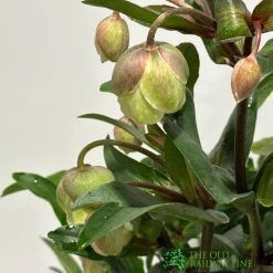 Helleborus ? Sahinii 'Winterbells' Hellebore 3Ltr Pot -Garden Care Sale 8719323105270 2