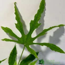 Fatsia Polycarpa 'Green Fingers' 2Ltr Pot 5 Fatsia Polycarpa 'Green Fingers' 2Ltr Pot -Garden Care Sale 8719323730861 2