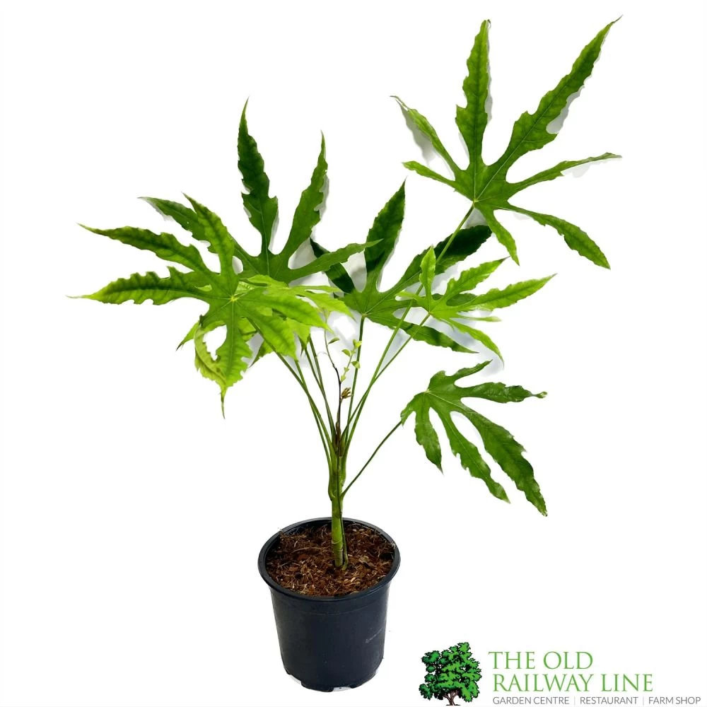 Fatsia Polycarpa 'Green Fingers' 2Ltr Pot 3 Fatsia Polycarpa 'Green Fingers' 2Ltr Pot