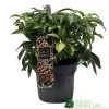 Hellebore 'Dacaya' Helleborus Plant 3Ltr Pot 2 Hellebore 'Dacaya' Helleborus Plant 3Ltr Pot -Garden Care Sale 8719323773011