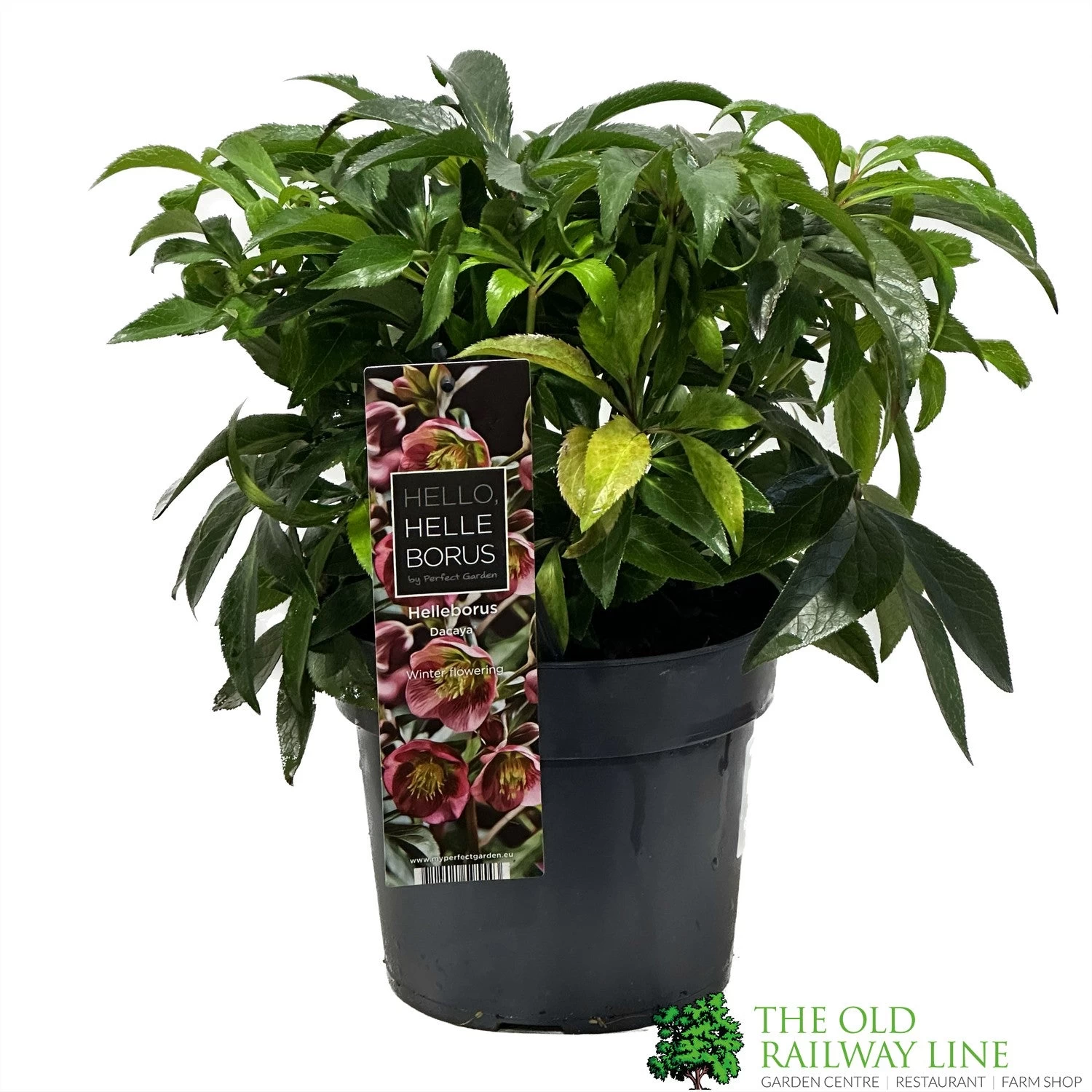 Hellebore 'Dacaya' Helleborus Plant 3Ltr Pot 4 Hellebore 'Dacaya' Helleborus Plant 3Ltr Pot - Image 2