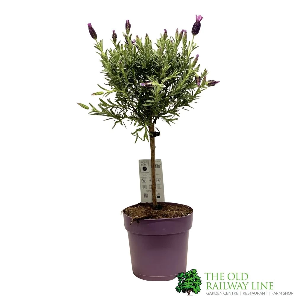 Lavandula 'Anouk' Lavender Tree 15cm Pot 3 Lavandula 'Anouk' Lavender Tree 15cm Pot
