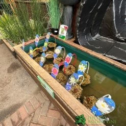 Water Lily Nymphaea Barbara Dobbins Pond Plant 3Ltr 5 Water Lily Nymphaea Barbara Dobbins Pond Plant 3Ltr -Garden Care Sale waterlilydisplay f1ecab37 2f93 4f81 a8a7 88a6007f8b7b